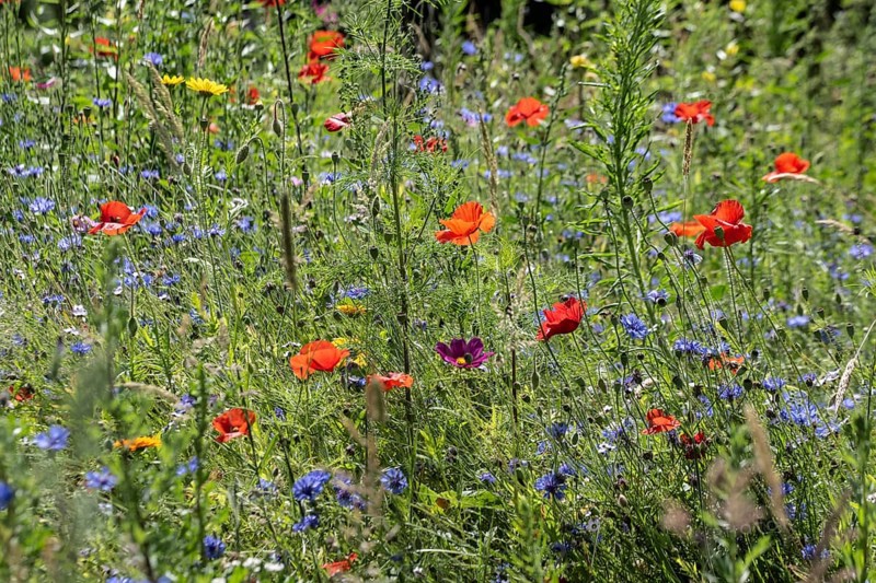 Flower meadow with poppy flower (Papaver rhoeas) and cornflowers (Centaurea cyanea), Emsland, Lower Saxony, Germany, Europe