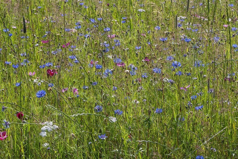 Flower meadow with cornflowers (Centaurea cyanea) and cosmos (Cosmos), Emsland, Lower Saxony, Germany, Europe