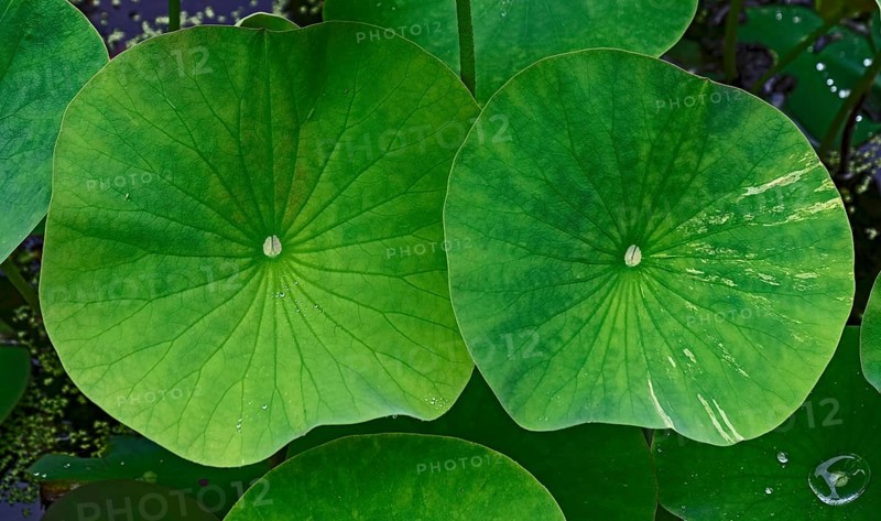 Close-up of two large, green water lily pads in the pond, creating a fresh and lively atmosphere, North Rhine-Westphalia, Germany, Europe