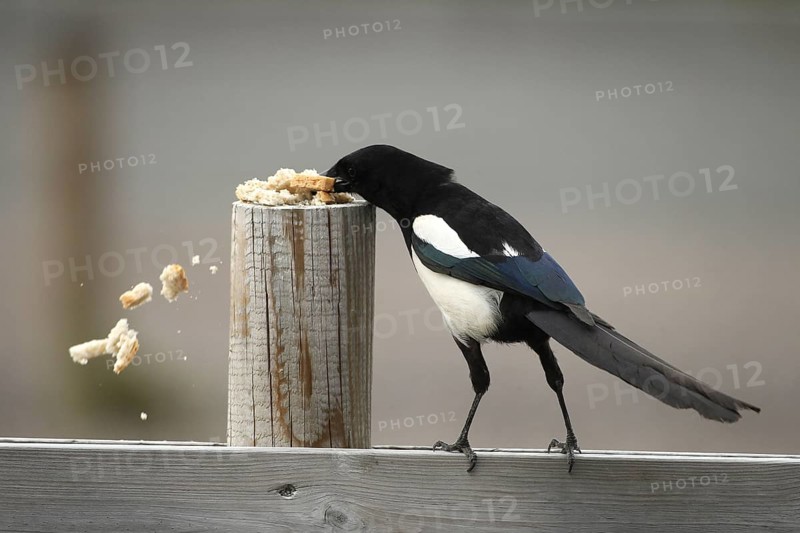 European magpie (Pica pica) rummaging through bread, southern Sweden, Sweden, Scandinavia, Europe
