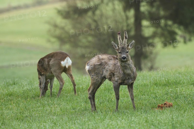 European roe deer (Capreolus capreolus) doe and buck with velvet horns and shaggy winter coat at the feeding station in the meadow, velvet bursts open, sweeping begins, Allgäu, Bavaria, Germany, Europe