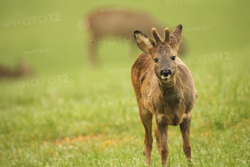 European roe deer (Capreolus capreolus) fawn in winter coat and short velvet horns with eye injury in the meadow, Allgäu, Bavaria, Germany, Europe