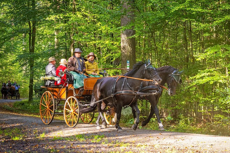 Presentation and route ride, all carriages in stylish tension, popular sporting event over approx. 30 km. An event organised by Reit- und Fahrverein Moritzburg e.V., 29th Moritzburger Teichrundfahrt, Moritzburg, Saxony, Germany, Europe