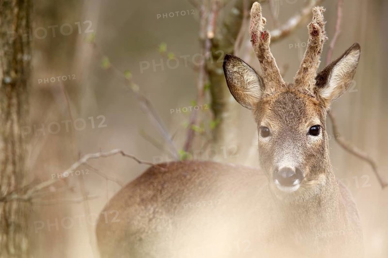 Roe deer standing between trees in the forest, half in focus, curious look, European roe deer (Capreolus capreolus) in the undergrowth, roebuck in the bast, Flusslandschaft Peenetal nature park Park, Mecklenburg-Western Pomerania, Germany, Europe