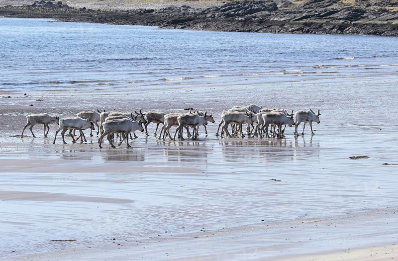 Reindeer (Rangifer tarandus) at low tide on the beach of the Barents Sea, Northern Norway, Lapland, Norway, Scandinavia, Europe