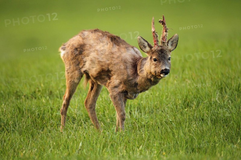 European roe deer (Capreolus capreolus) buck in shaggy winter coat with long, almost swept horns on the meadow, Allgäu, Bavaria, Germany, Europe
