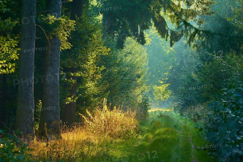 Picturesque forest path with bright sunbeams and lush greenery, a peaceful nature picture, Vielbrunn, Michelstadt, Odenwald, Hesse, Germany, Europe