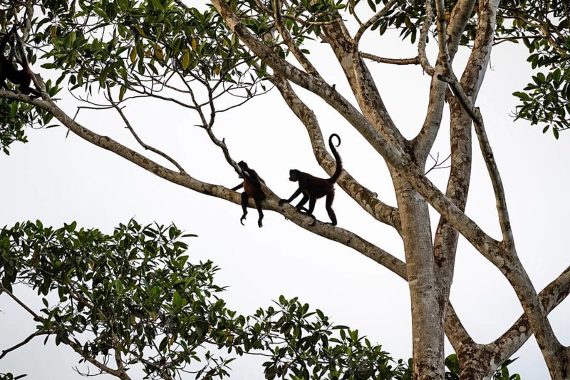 Geoffroy's spider monkey (Ateles geoffroyi), two monkeys in a tree, Sirena, Corcovado National Park, Osa, Puntarena Province, Costa Rica, Central America