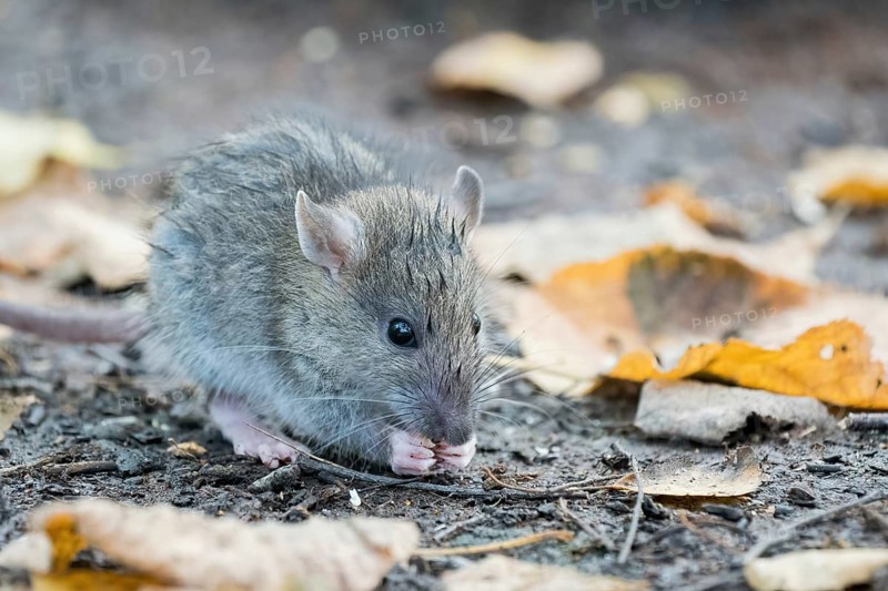 A juvenile Norway rat (Rattus norvegicus) surrounded by autumn leaves nibbling on the ground. The scene looks autumnal, Hesse, Germany, Europe