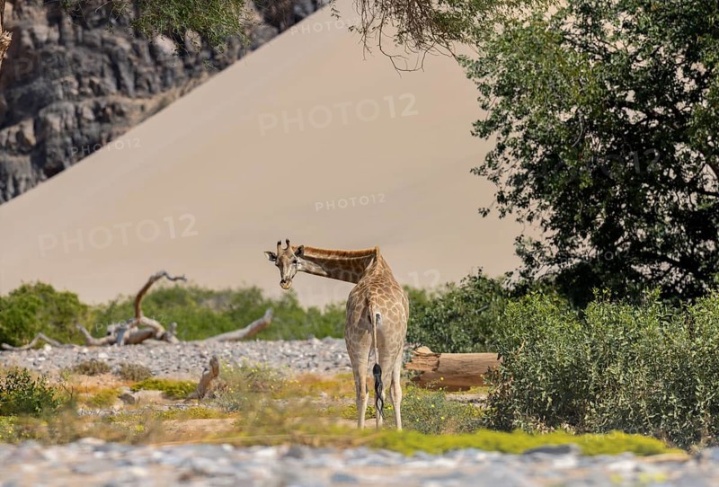 Angola giraffe (Giraffa camelopardalis angolensis) in front of a dune, Hoanib dry river, Kaokoveld, Kunene region, Namibia, Africa