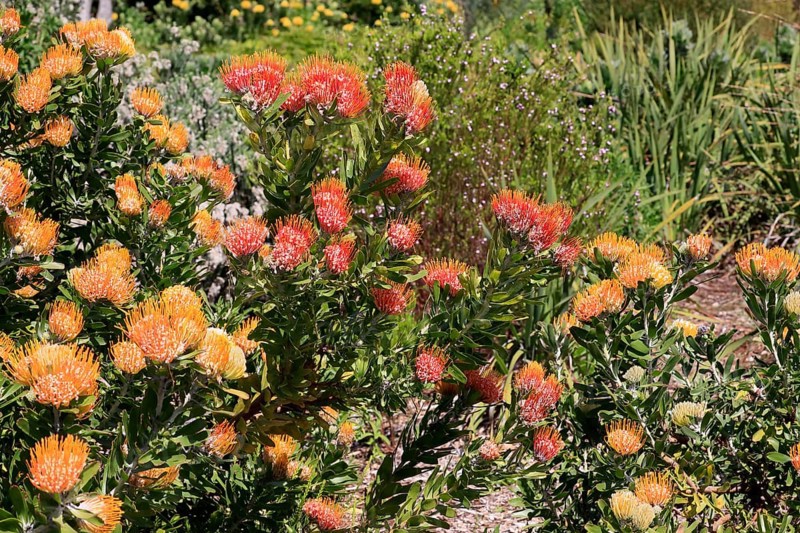 Pincushion protea (Protea Leucospermum erubescens), flower, flowering, silver tree plant, Kirstenbosch Botanical Gardens, Cape Town, South Africa, Africa