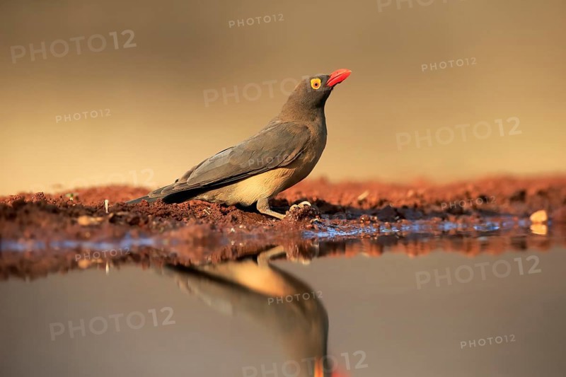 Red-billed oxpecker (Buphagus erythrorhynchus), adult, at the water, alert, Kruger National Park, Kruger National Park, Kruger National Park South Africa