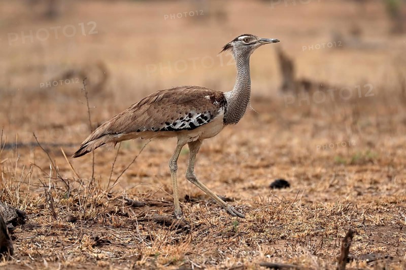 Giant bustard, kori bustard (Ardeotis kori), adult, running, foraging, alert, Kruger National Park, Kruger National Park, Kruger National Park South Africa