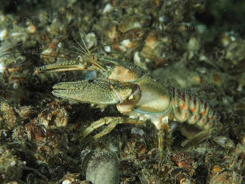 A crayfish (Faxonius limosus), American crayfish, invasive species, on mussels, quagga mussel (Dreissena rostriformis bugensis), invasive species. Dive site Wildsau, Berlingen, Lake Constance, Switzerland, Europe