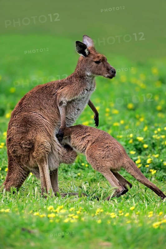 Kangaroo Island grey kangaroo (Macropus fuliginosus fuliginosus), young animal, Kangaroo Island, Australia, Oceania
