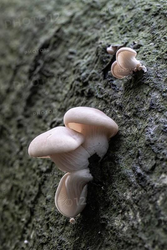 Branched oyster fungus (Pleurotus cornicopiae), Emsland, Lower Saxony, Germany, Europe