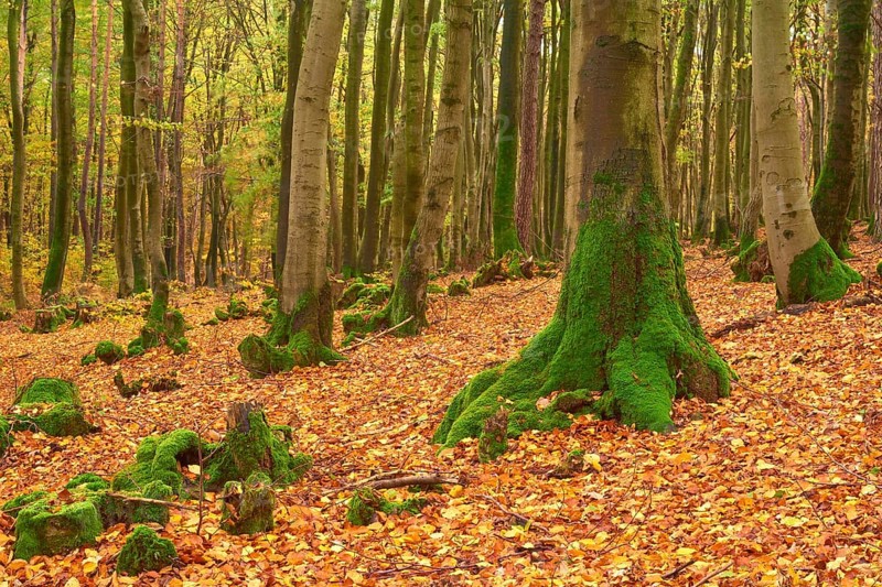 Forest in autumn with dense foliage and high mossy tree trunks, quiet atmosphere, Altenbuch, Miltenberg district, Spessart, Bavaria, Germany, Europe