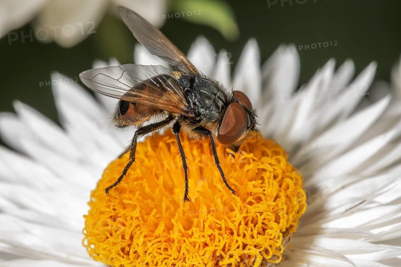 Gold shield fly (Phasia aurigera), female on a white immortelle (Xerochrysum bracteatum) with yellow centre, macro photograph, Baden-Württemberg, Germany, Europe