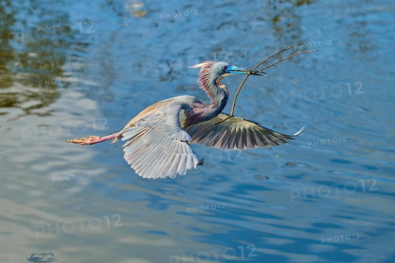 Tricolored Heron (Egretta tricolor), fly, with a branch, spring, Wakodahatchee Wetlands, Delray Beach, Florida, USA, North America