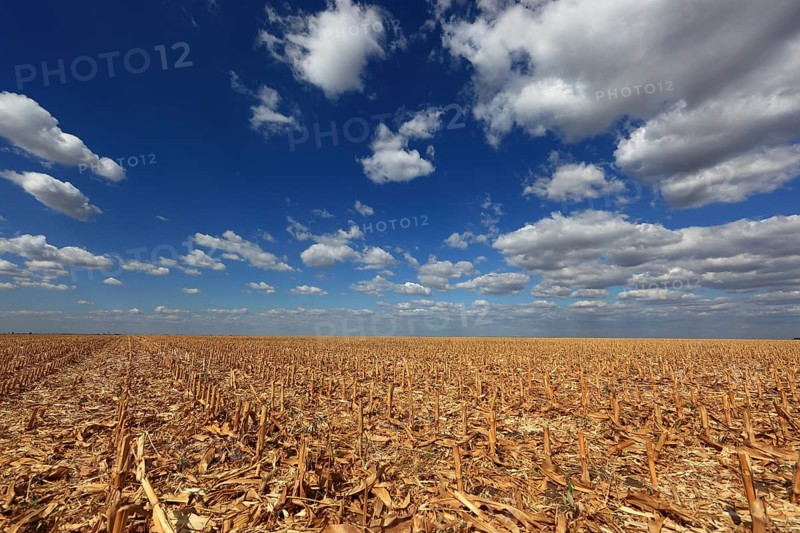 Romania, in the south of the country, maize field after harvest, harvested, stubble field, Europe