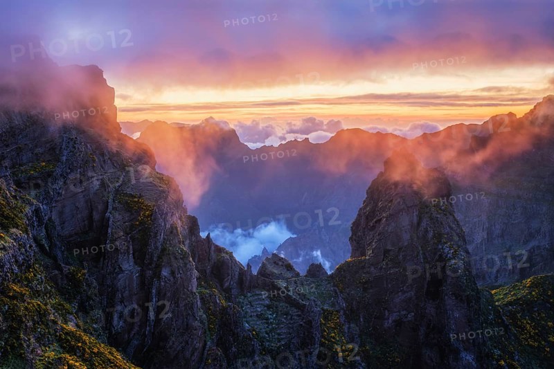 Mountains on sunset covered in fog and clouds with blooming Cytisus shrubs. Near Pico de Arieiro, Madeira island, Portugal, Europe