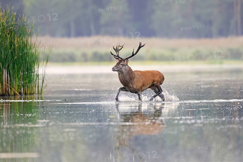 Red deer (Cervus elaphus) stag crossing pond in the mist at forest's edge during the rut in autumn, fall
