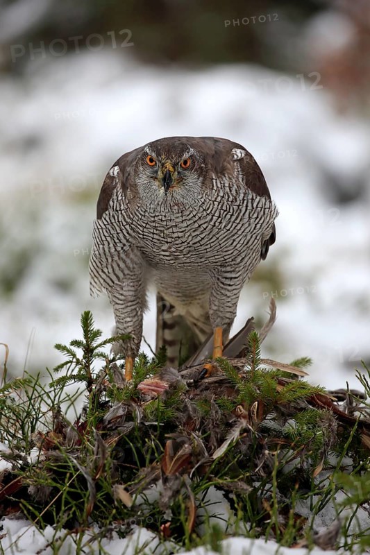 Goshawk (Accipiter gentilis), adult in winter, in the snow, on prey, Zdarske Vrchy, Bohemian-Moravian Highlands, Czech Republic, Europe