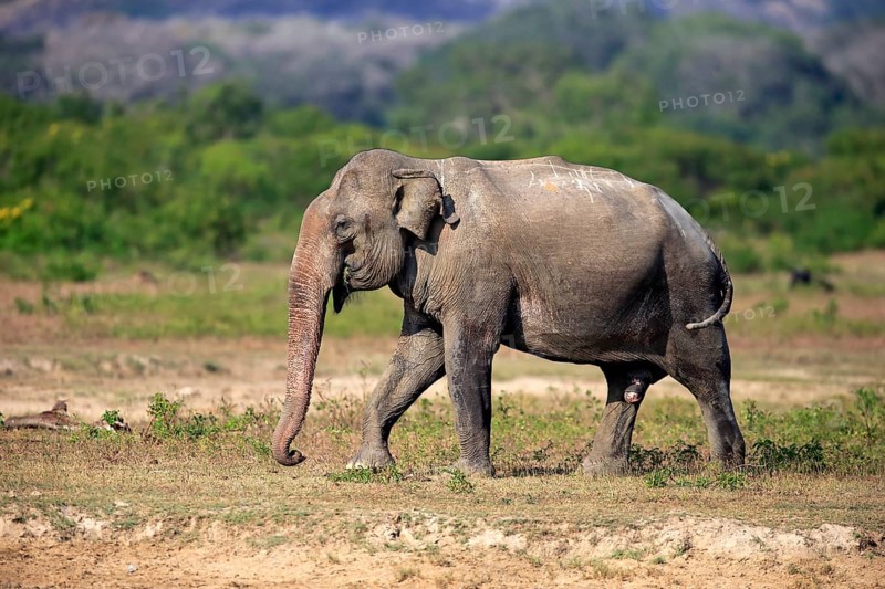 Asian elephant (Elephas maximus maximus), Sri Lanka Elephant, adult male foraging, Yala National Park, Sri Lanka, Asia