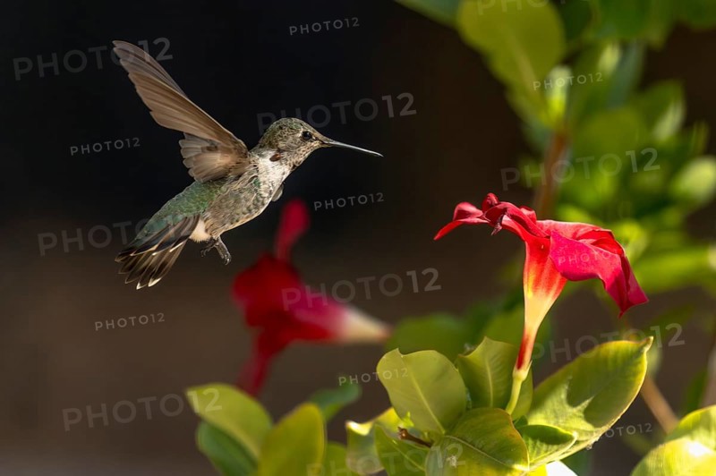 Anna's hummingbird (calypte anna) enjoying the red mandevilla