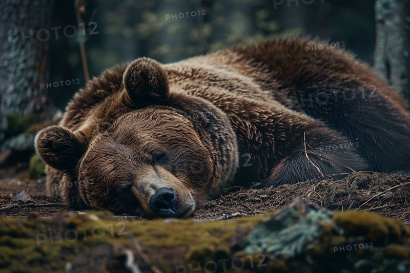 Grizzly bear sleeping on forest ground. Generative Ai, AI generated