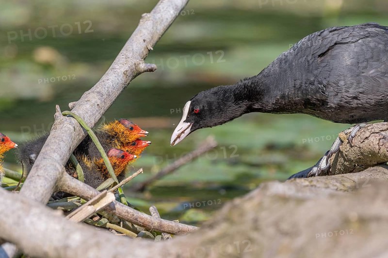 Eurasian burbot (Fulica atra) feeding its chicks. Bas Rhin, Alsace, France, Europe