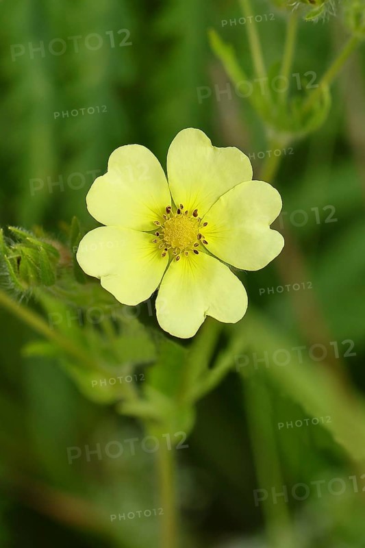 Golden cinquefoil (Potentilla aurea), yellow flower, medicinal plant, on a forest path, Wilnsdorf, North Rhine-Westphalia, Germany, Europe