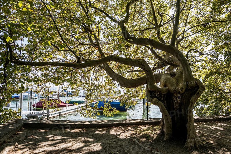 Lake promenade, Ludwigshafen, Bodman-Ludwigshafen, Constance district, Lake Constance, Baden-Württemberg, Germany, Europe