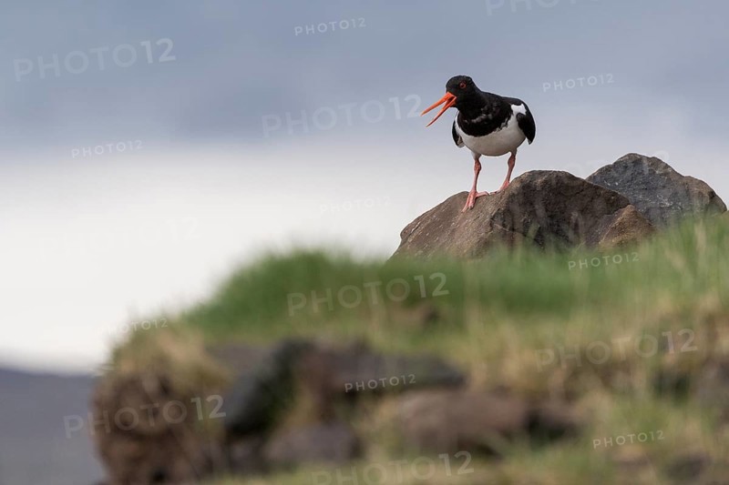 Oystercatcher (Haematopus ostralegus) standing on stone, Hvalfjörður, Iceland, Europe