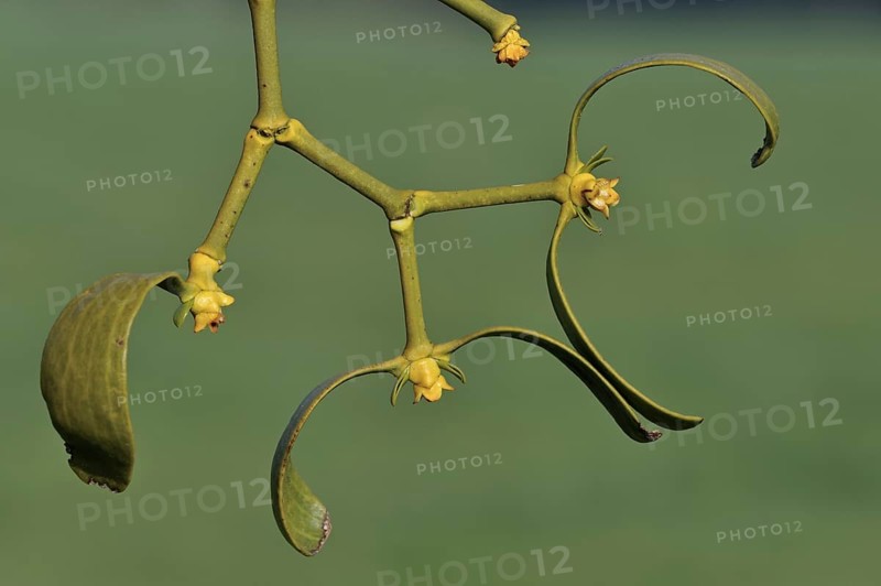 European Mistletoe (Viscum album) close-up, Luxembourg, Europe
