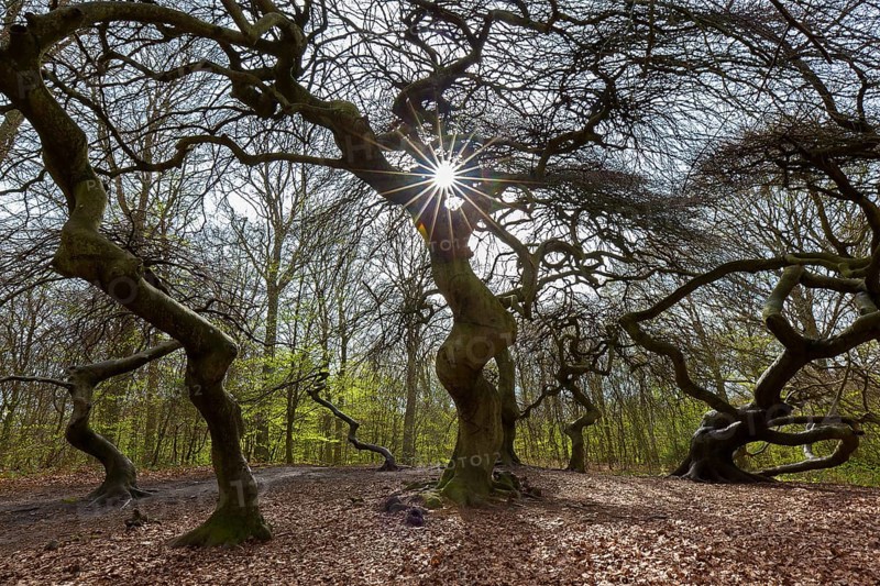 Cripple dwarf beeches, deformed trees at Witches' Forest, Semper Forest Park near Lietzow on the island Rügen, Mecklenburg-Vorpommern, Germany, Europe