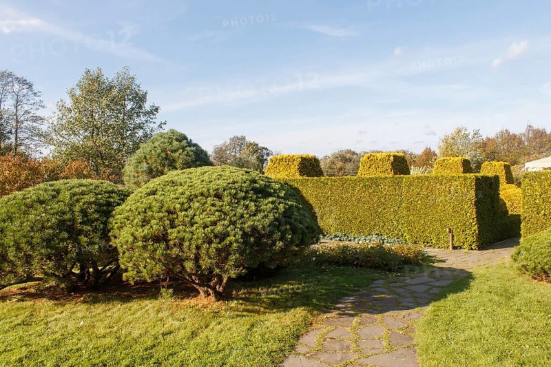 Cottage garden with green lawn, trees, hedges, trimmed bushes and large mountain pines. Modern landscape design