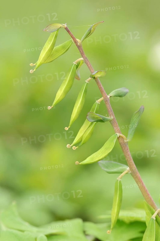Hollow larkspur (Corydalis cava), fruit stand, North Rhine-Westphalia, Germany, Europe