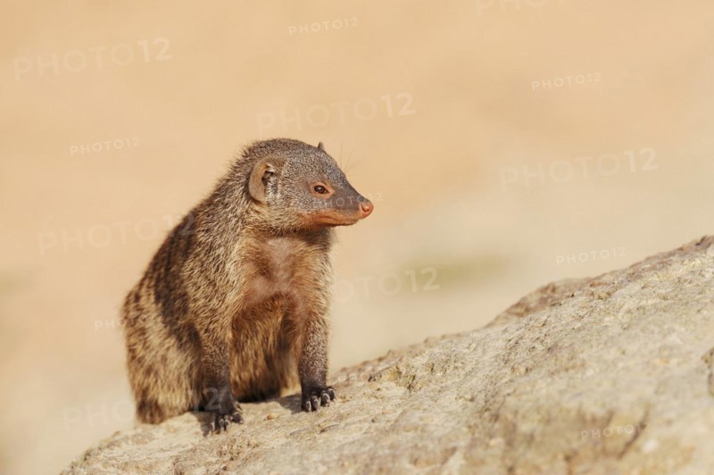 Banded mongoose (Mungos mungo), captive, occurrence in Africa