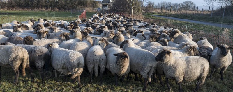 Black-headed domestic sheep (Ovis gmelini aries) penned for loading on the pasture in the early morning, Mecklenburg-Vorpommern, Germany, Europe