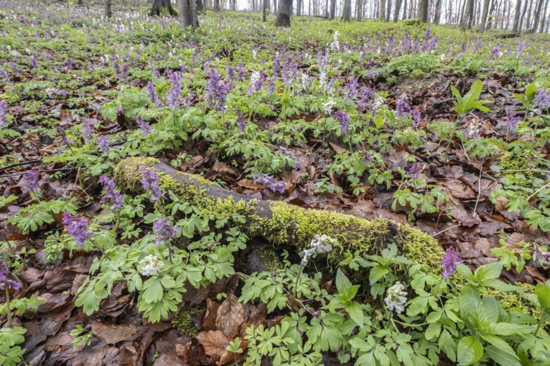 Hollow larkspur (Corydalis cava), Bad Iburg, Lower Saxony, Germany, Europe