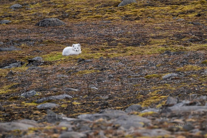 Lying Arctic fox (Vulpes lagopus) in winter coat, Straumsland, Spitsbergen, Svalbard, Norway, Europe
