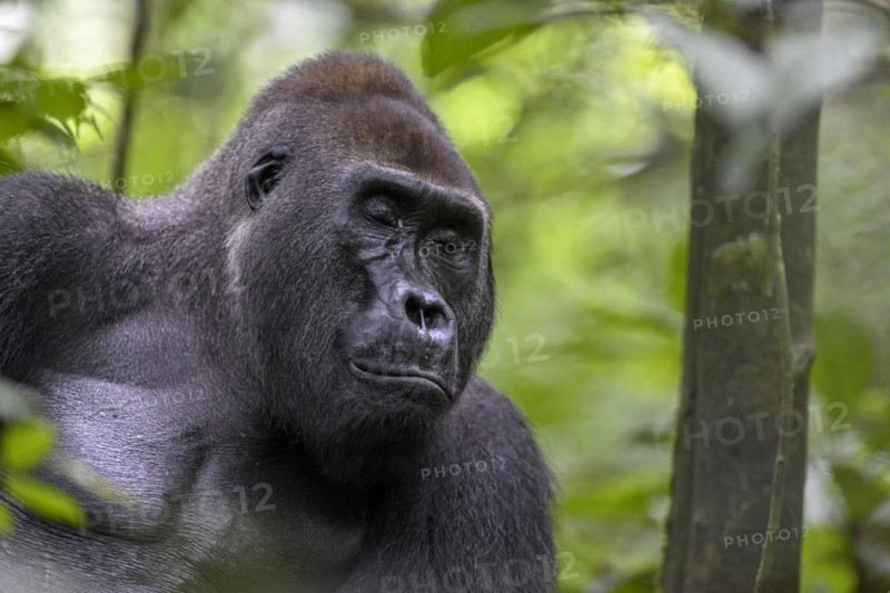 Western lowland gorilla (Gorilla gorilla gorilla) with closed eyes, male, silverback, Baï-Hokou, Dzanga-Ndoki National Park, Unesco World Heritage Site, Dzanga-Sangha Complex of Protected Areas (DSPAC), Sangha-Mbaéré Prefecture, Central African Republic, Africa