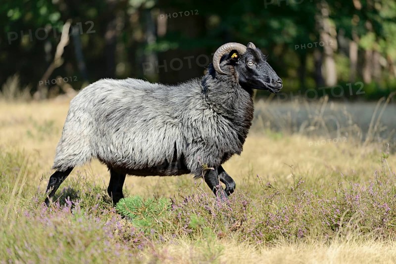 Heidschnucke (Ovis aries), Bell Heather, Südheide Nature Park, Lüneburg Heath, Lower Saxony, Germany, Europe