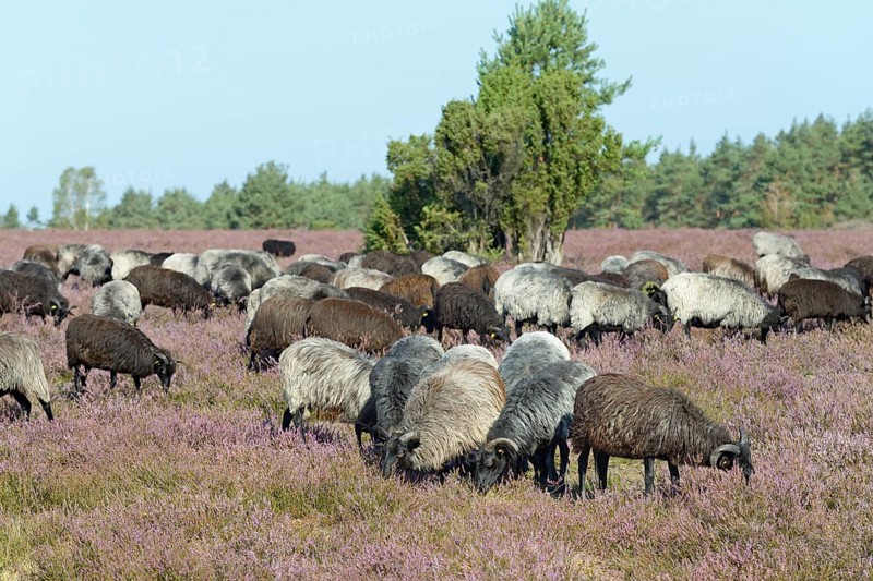 Heidschnucken (Ovis aries), herd in the blooming heathland, Südheide Nature Park, Lüneburg Heath, Lower Saxony, Germany, Europe