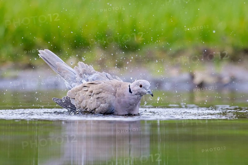 Eurasian collared dove (Streptopelia decaocto) bathing in shallow water of pond
