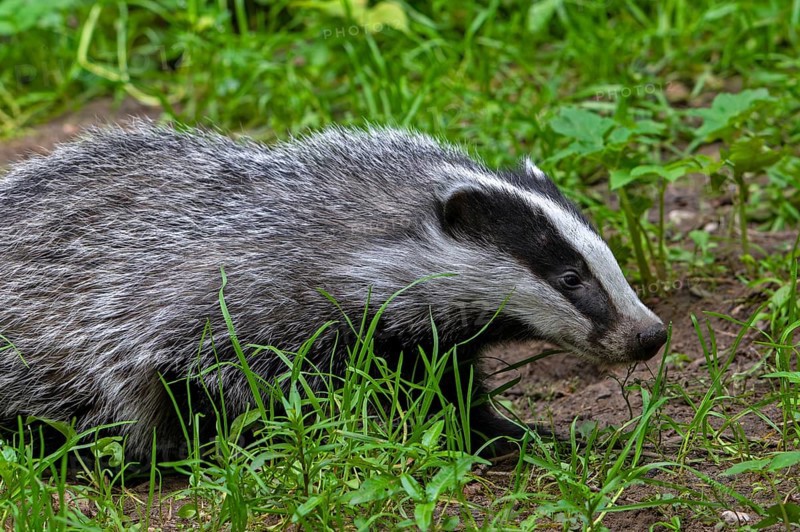 European badger (Meles meles), close-up of four months old cub foraging in undergrowth of forest in spring