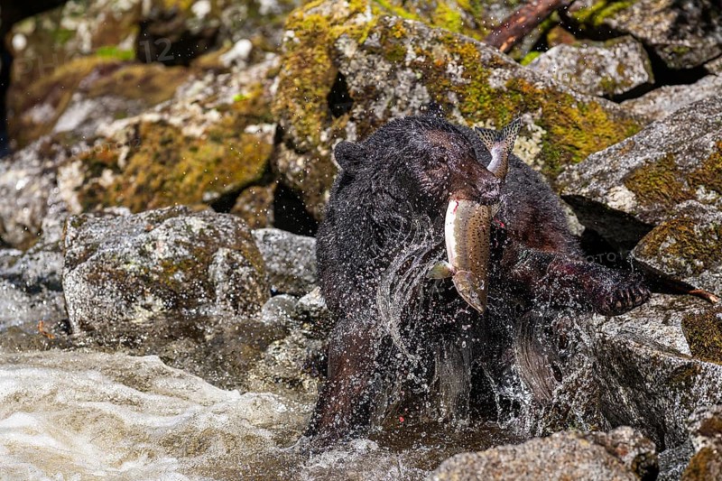 American Black Bear (Ursus americanus) catching salmon in the water, Southeast Alaska, Alaska, USA, North America
