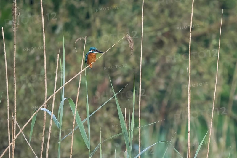 Common kingfisher (Alcedo atthis) on a reed in a quiet, green natural environment, Hesse, Germany, Europe