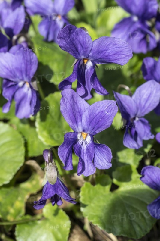 Wood violet (Viola odorata), North Rhine-Westphalia, Germany, Europe